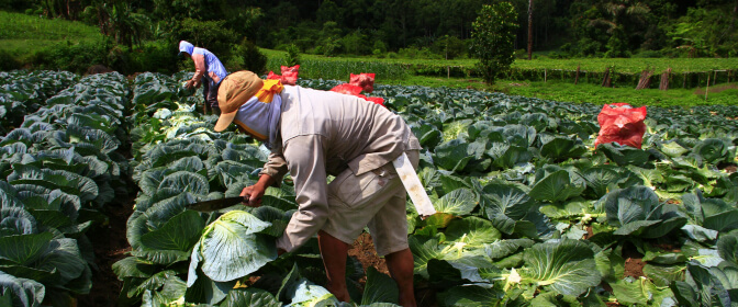 Perjalanan pangan dari lahan hingga meja makan keluarga